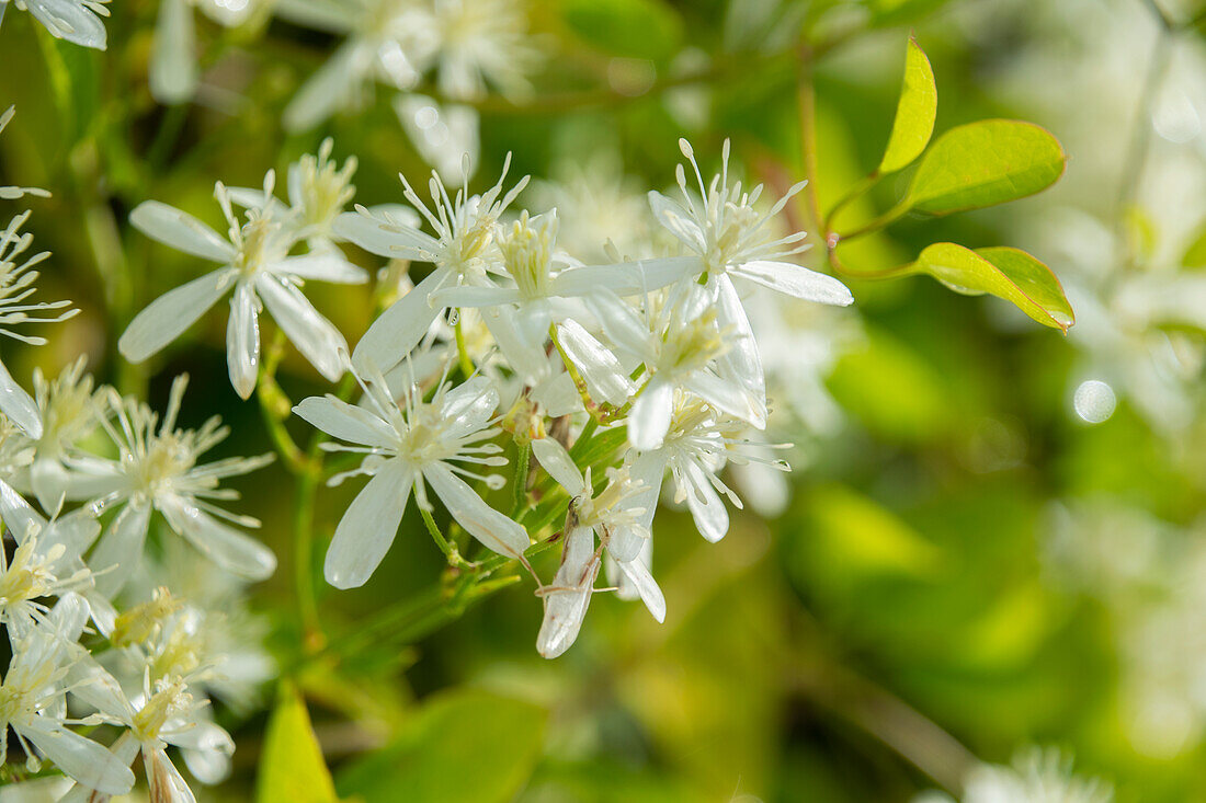 Clematis mandshurica