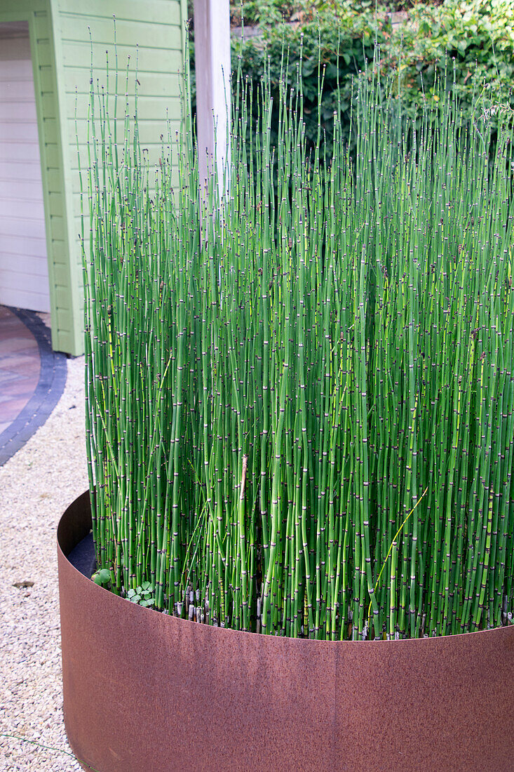 Equisetum hyemale Japonicum