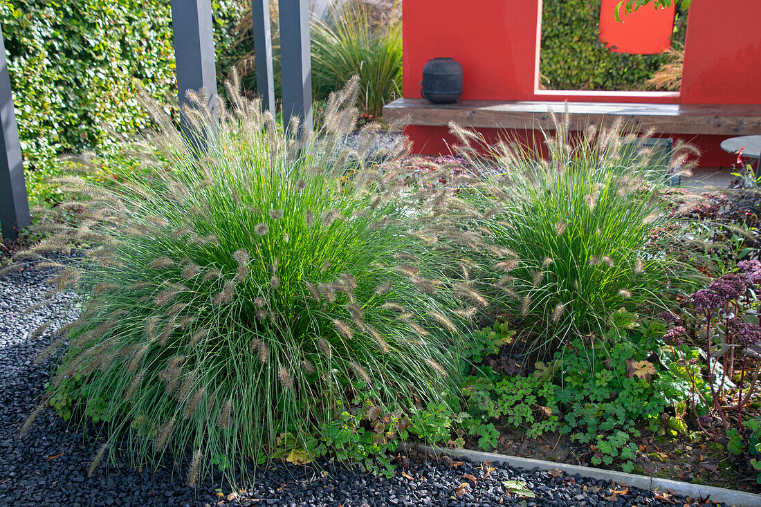 Pennisetum alopecuroides Hameln