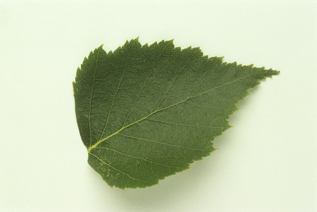 A birch leaf on white background