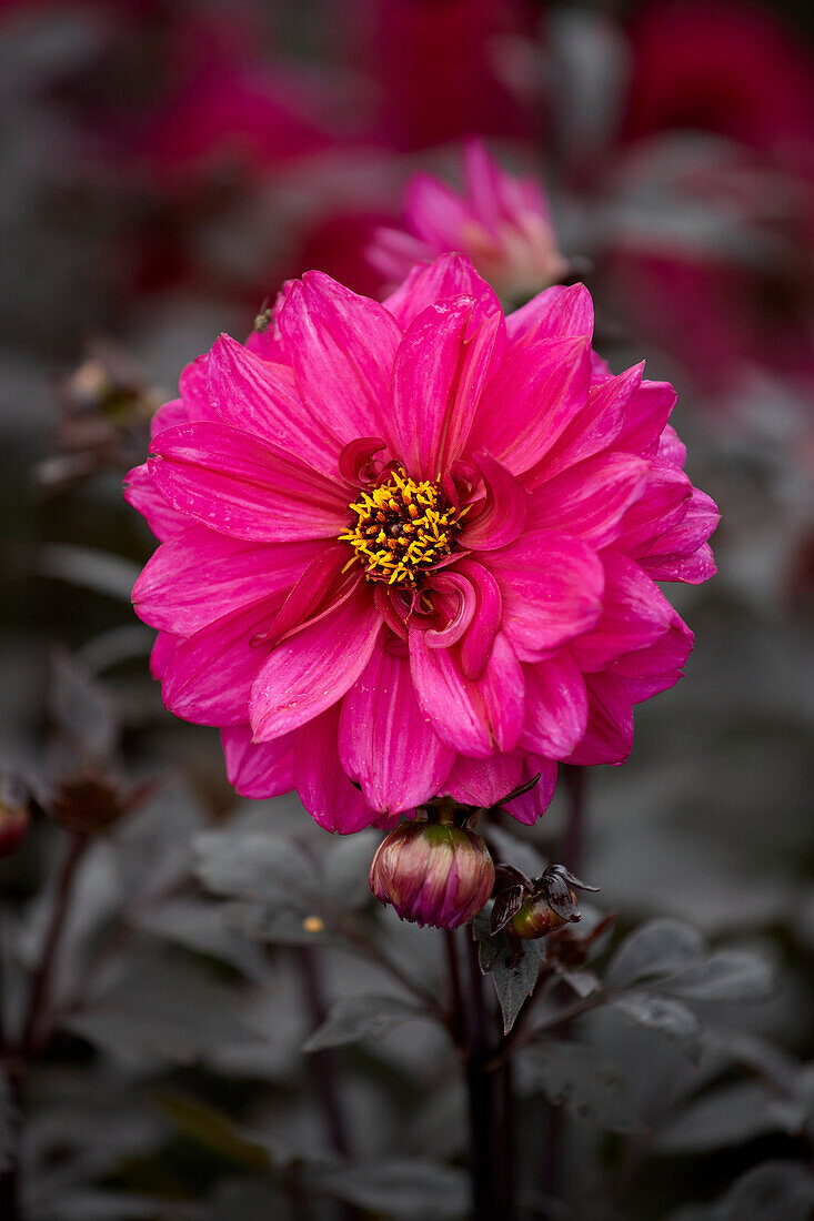 Dahlie (Dahlia) 'Dahlightful Magenta'