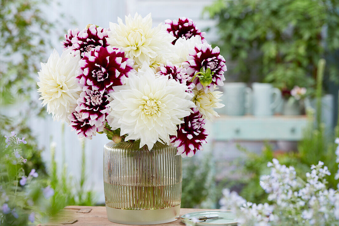 Dahlienstrauß ('White Perfection', 'Mystery Day')
