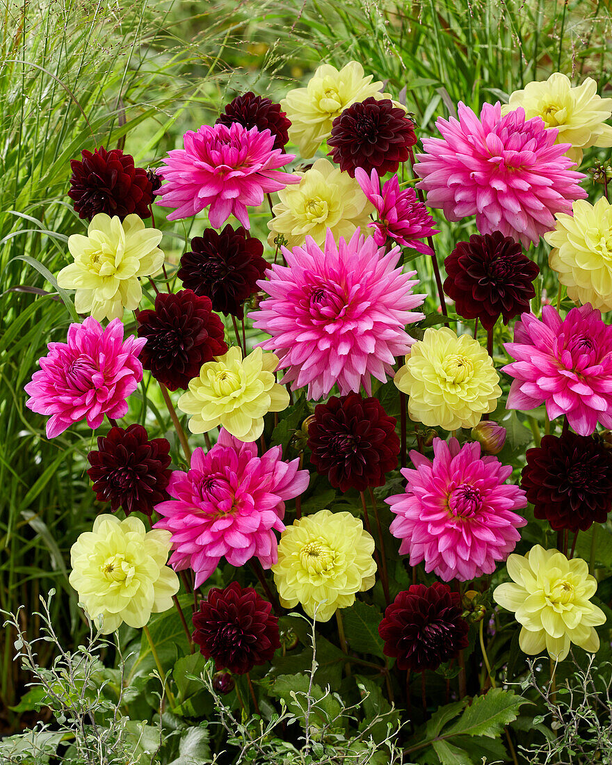 Dahlia Decorative Mix #52824