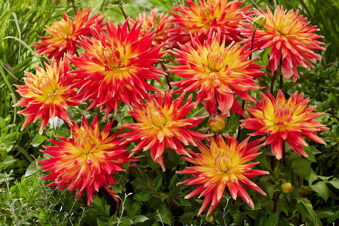 Dahlie (Dahlia) 'Marta'