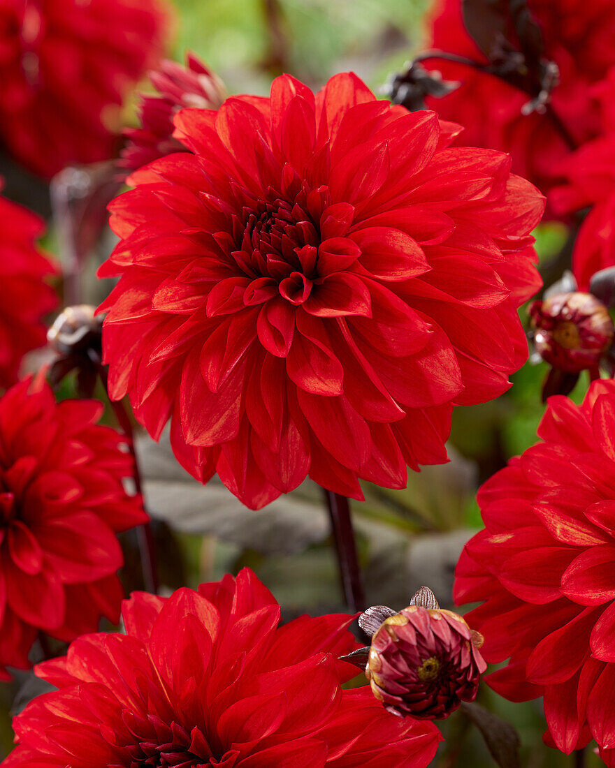 Dahlia Cool Flame