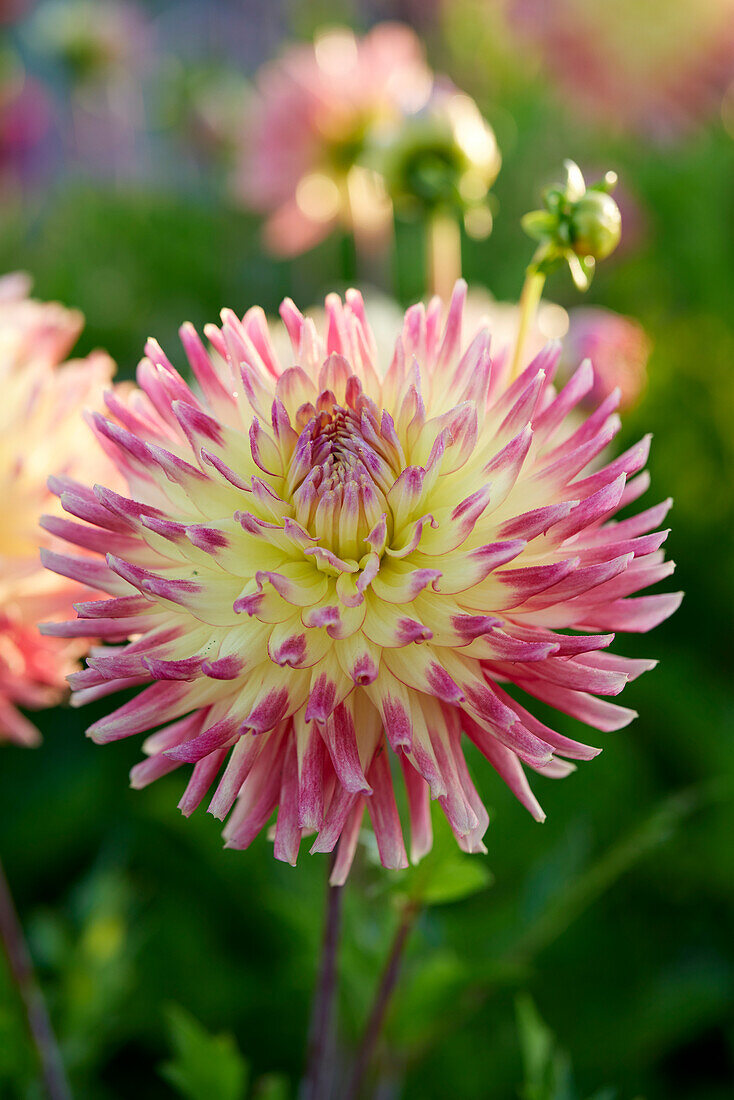 Dahlia Summer Breeze