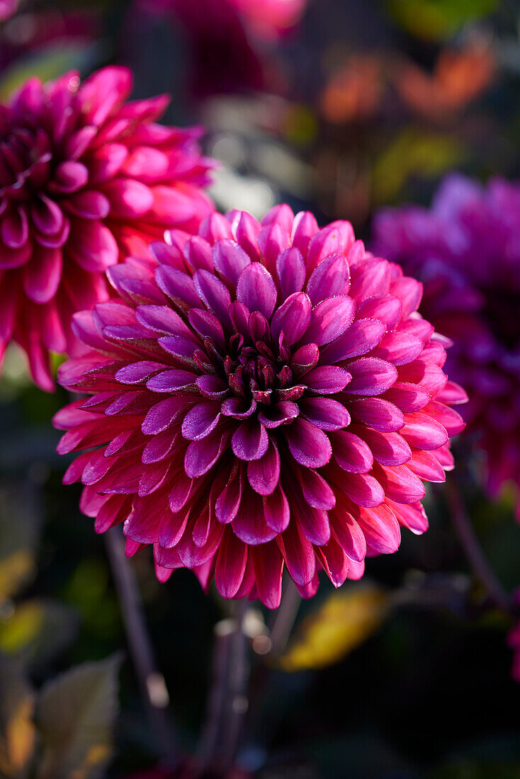 Dahlia Purple Flame