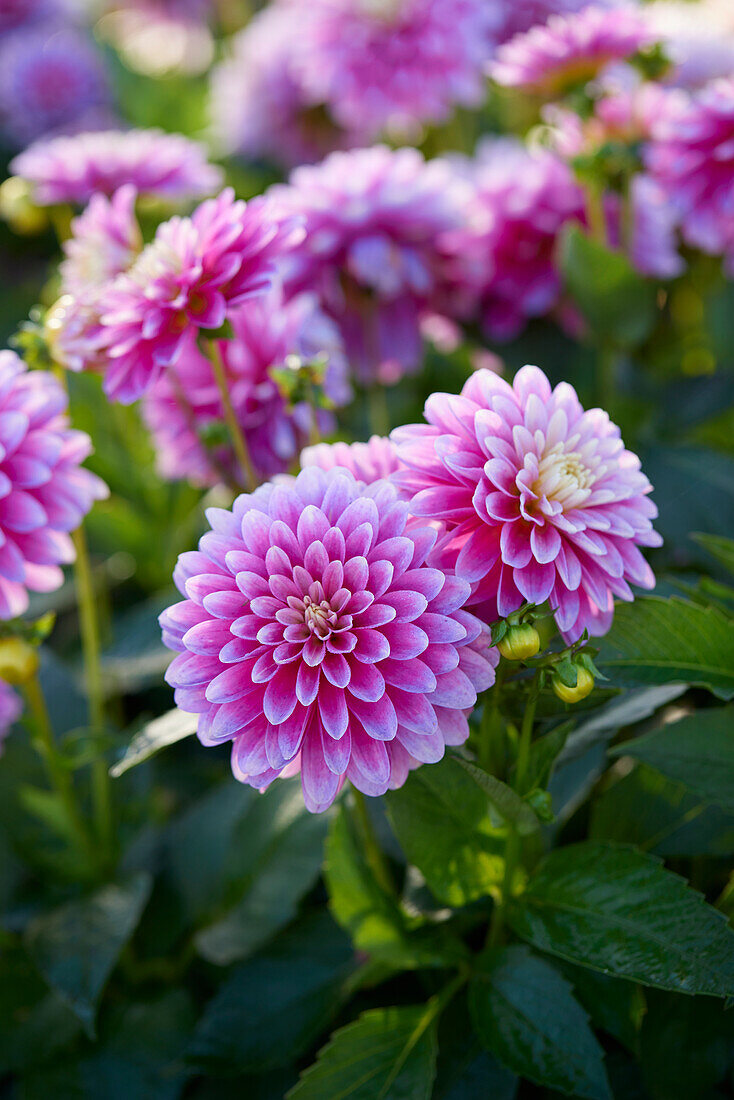 Dahlie (Dahlia) 'Gallery Rembrandt'