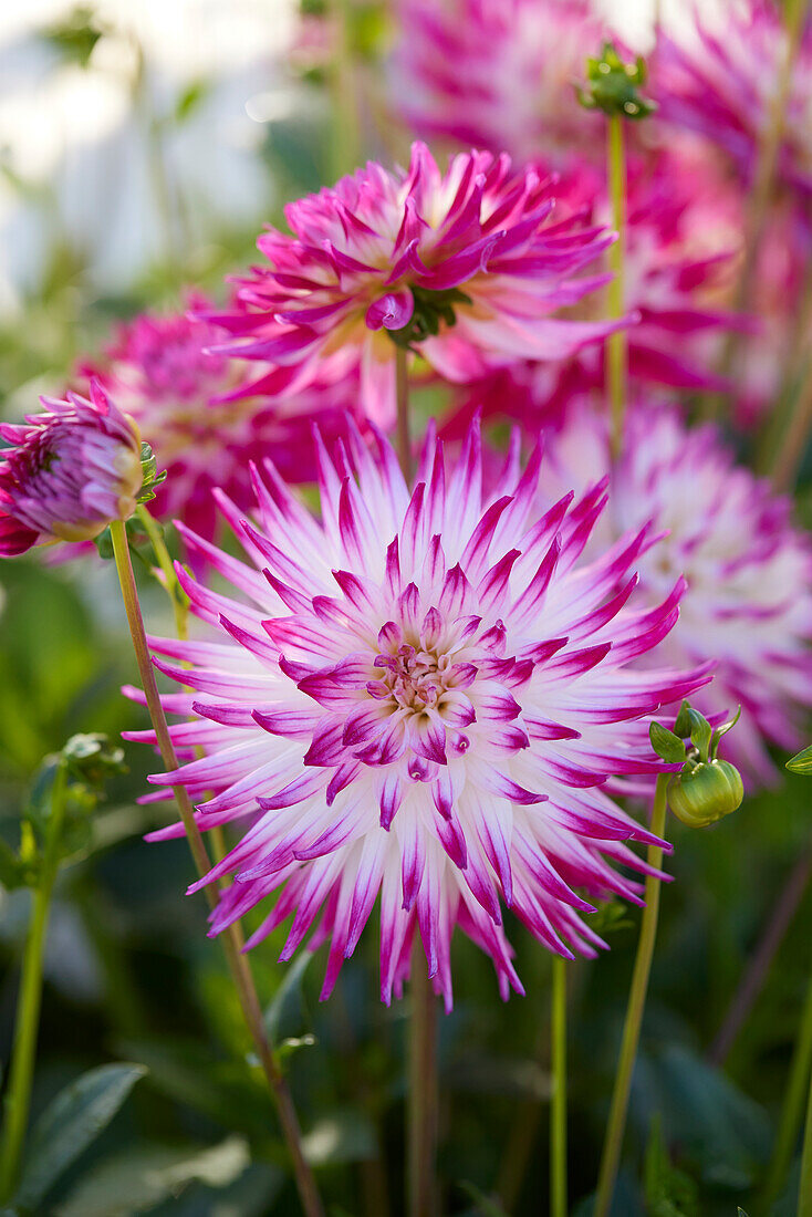 Dahlia Dutch Explosion