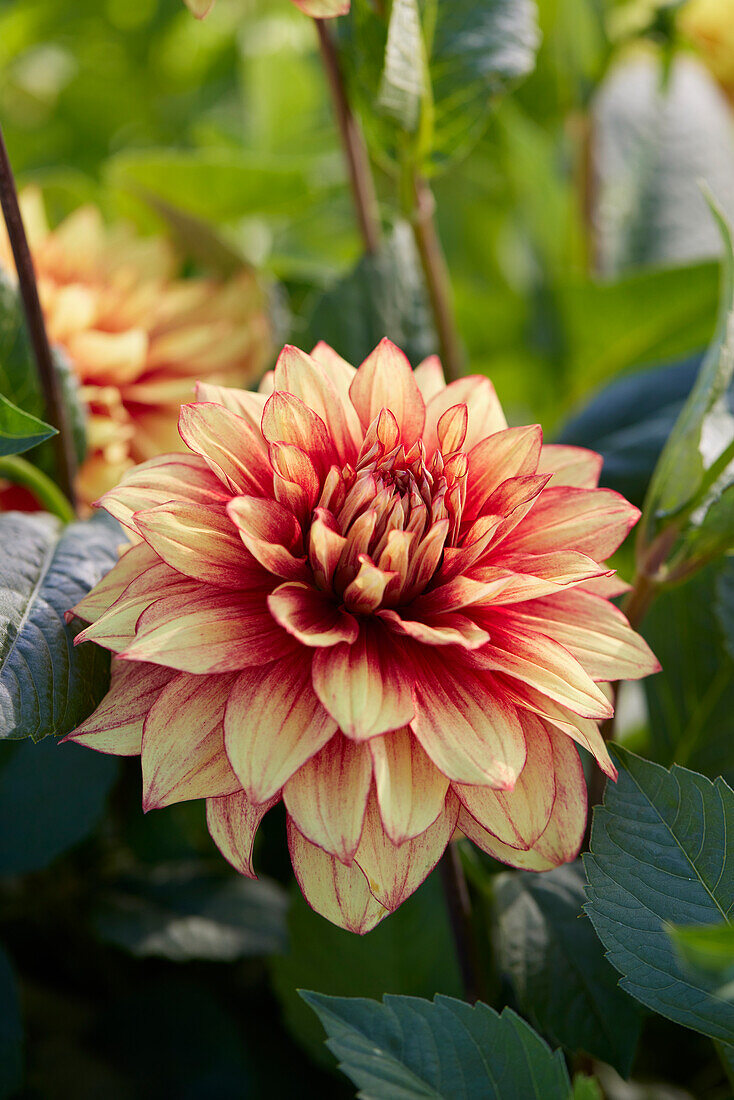 Dahlia Dazzling Magic