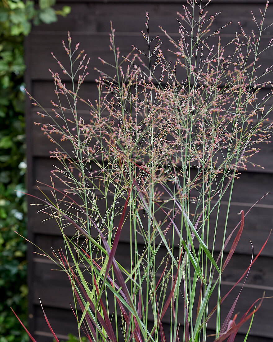 Panicum virgatum Purple Breeze