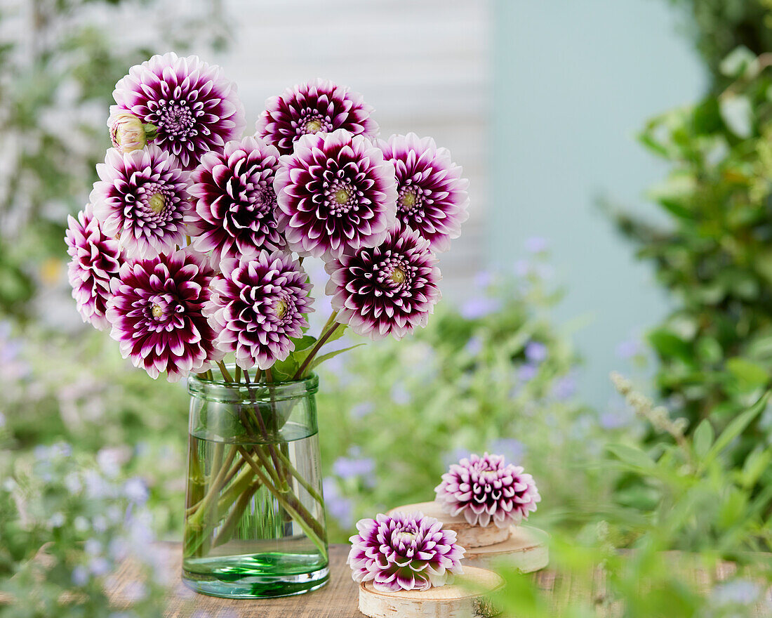 Dahlie (Dahlia) 'Edinburgh'