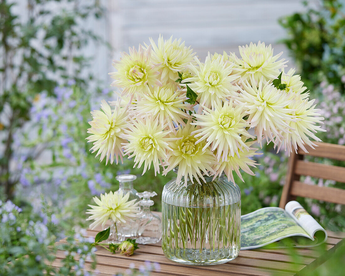 Dahlia Shooting Star