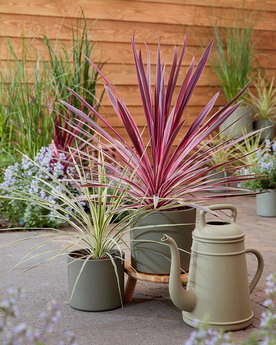 Cordyline Pink Passion, Lime Passion