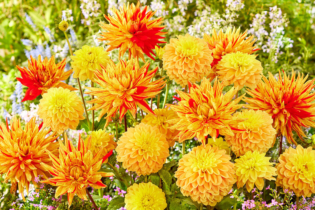 Dahlia Bocherel, Striped Vulcan