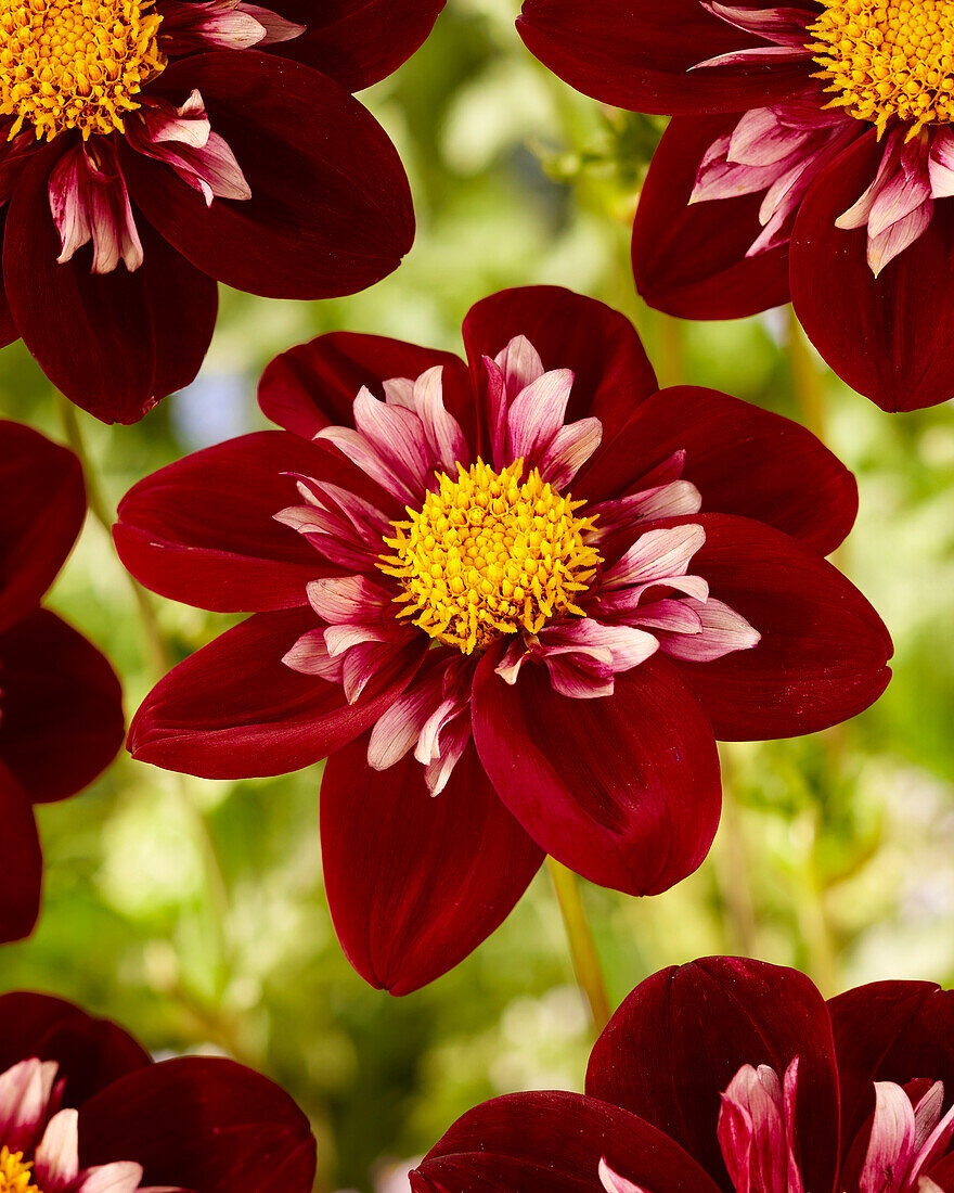 Dahlia Mary Evelyn