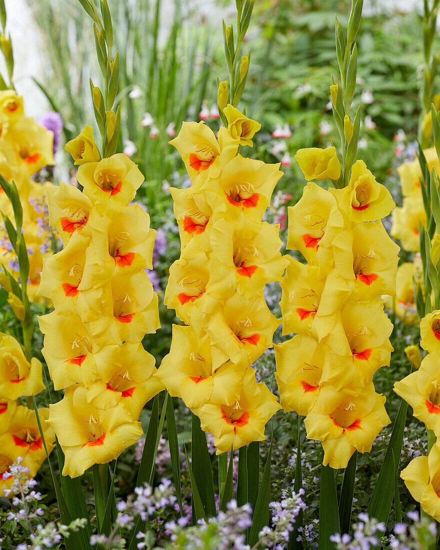 Gladiolus Matrix