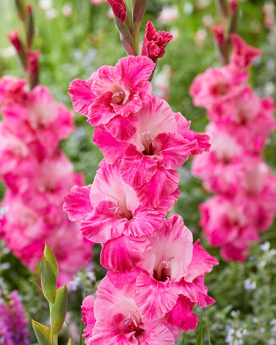 Gladiole (Gladiolus) 'Hugo'