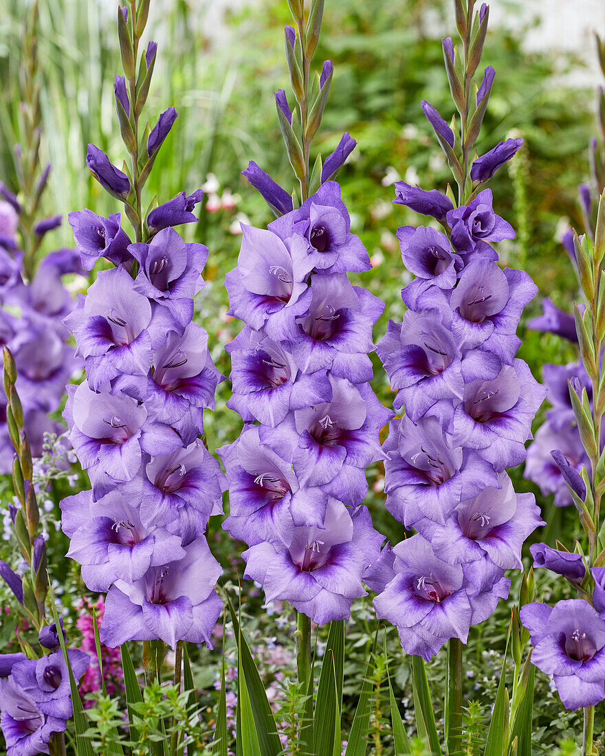 Gladiolus Ibiza