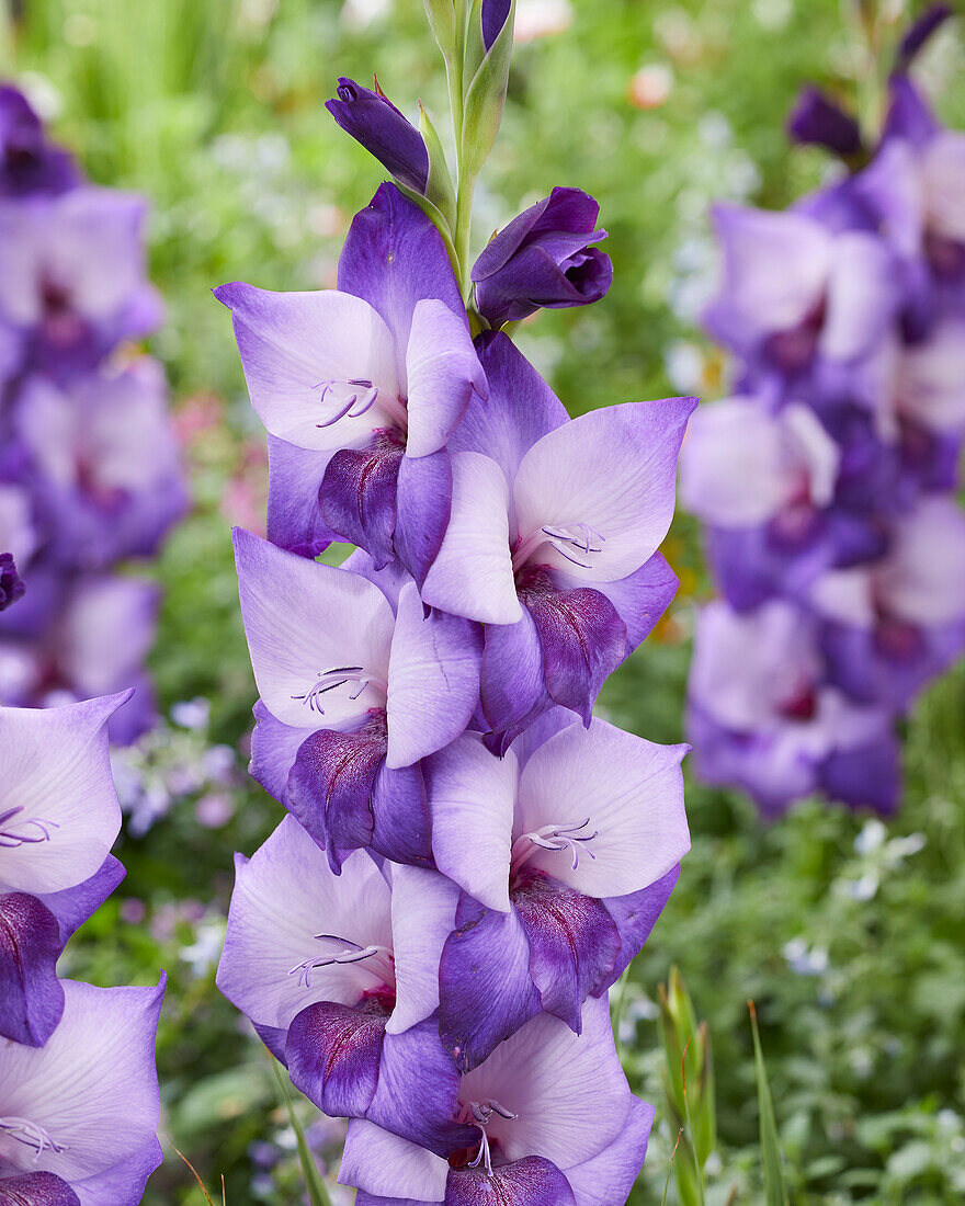 Gladiole (Gladiolus) 'Ilse'