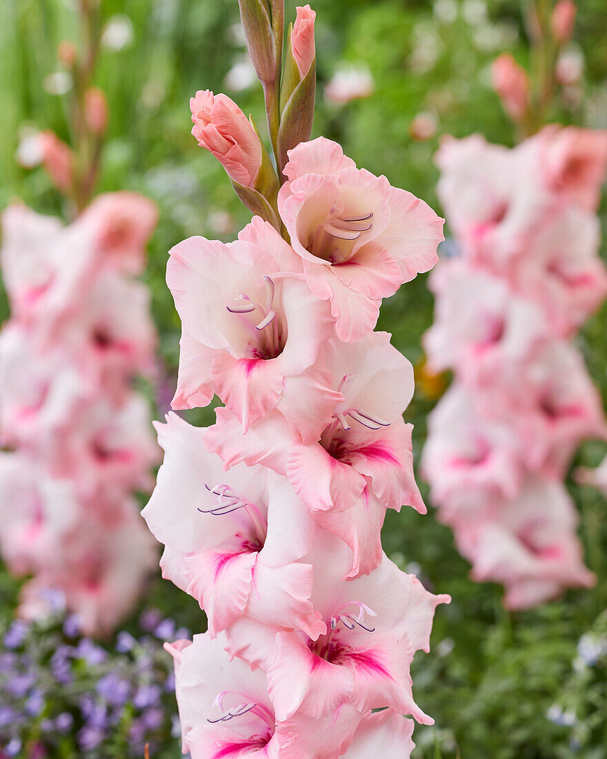 Gladiole (Gladiolus) 'Luson'