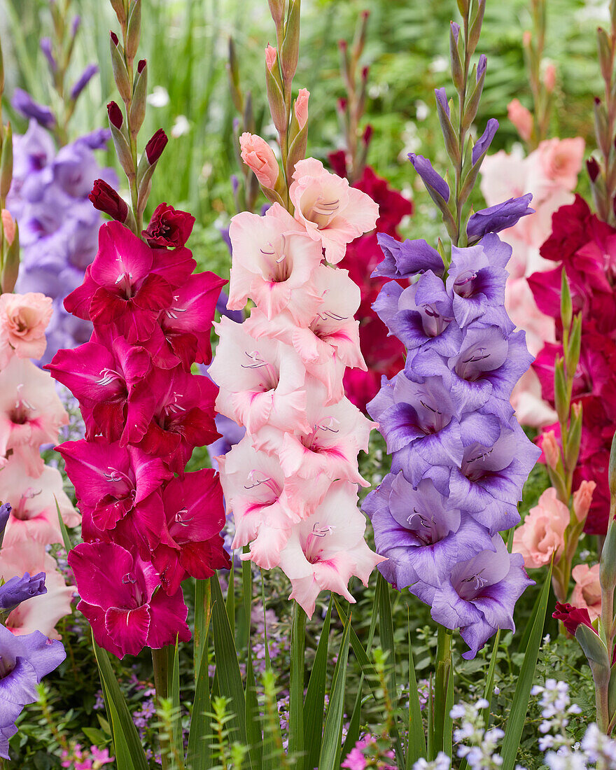 Gladiolus mixed