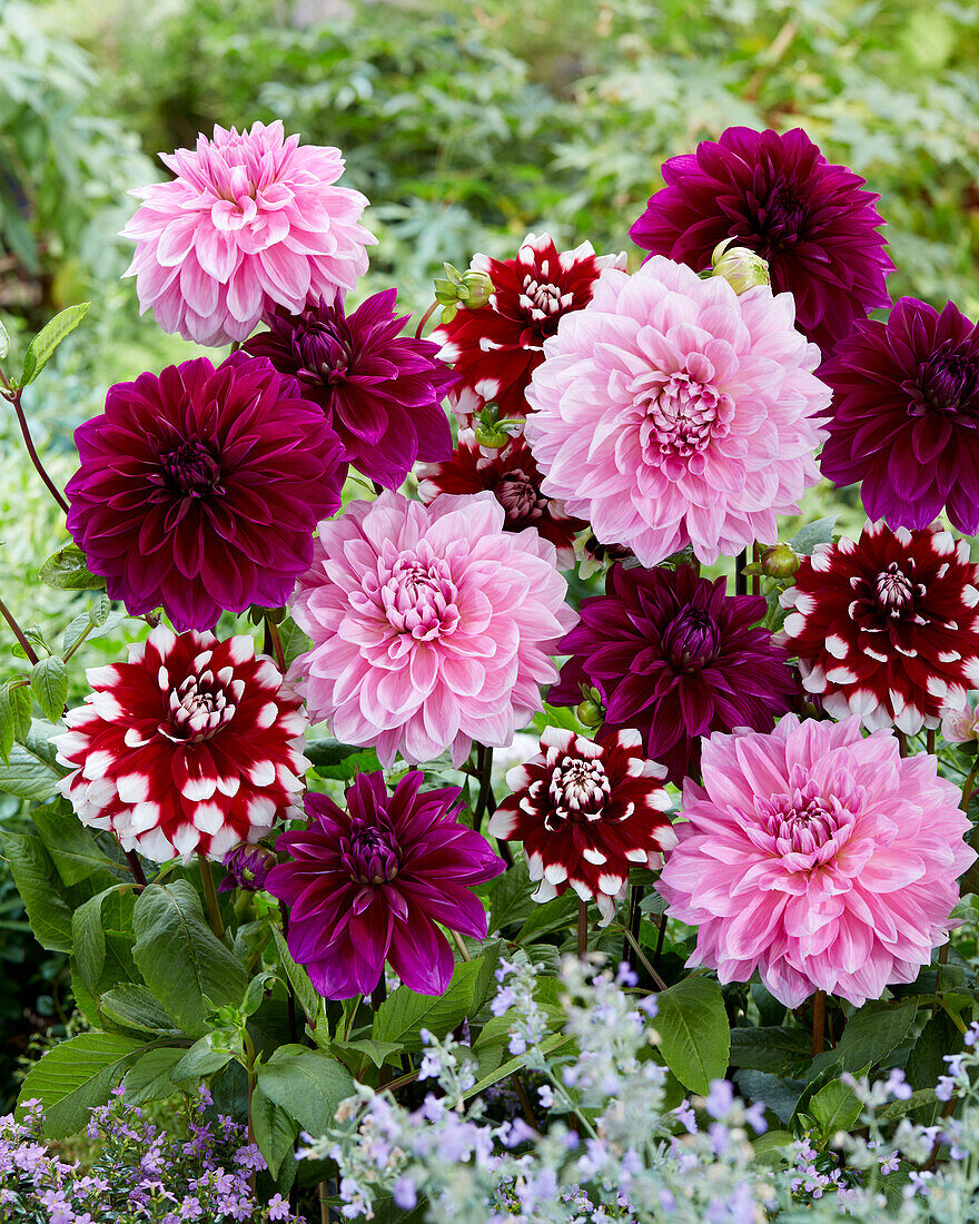 Dahlia Purple Mix #52944