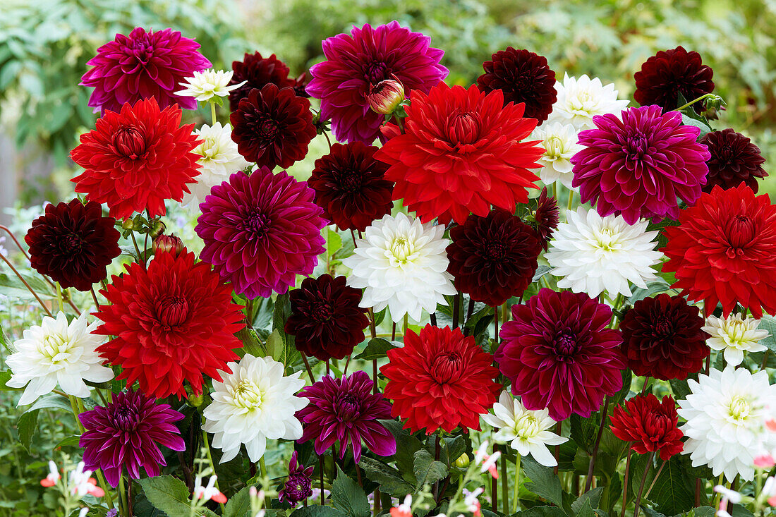 Dahlie (Dahlia) 'Fireworks by Dali Mix'