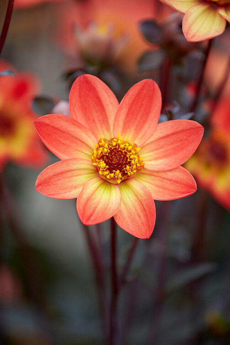 Dahlie (Dahlia) 'Star Wars VDTG14'