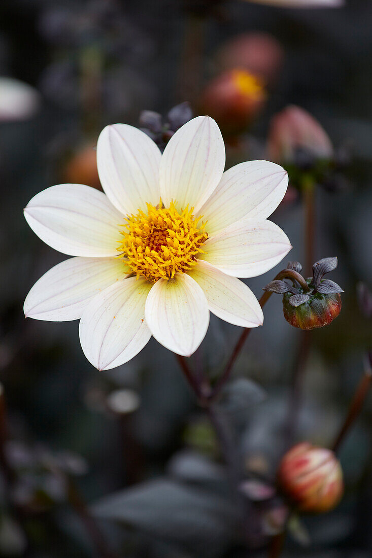 Dahlia Happy Days Cream White (HDW79)