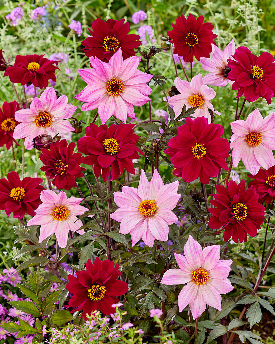 Dahlia Bishop of Leicester, Bishop of Canterbury