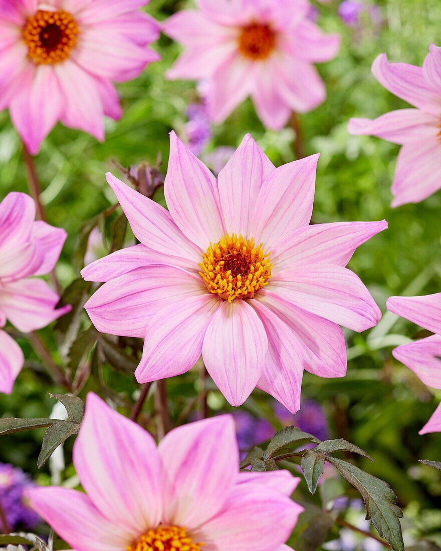 Dahlia Bishop of Leicester