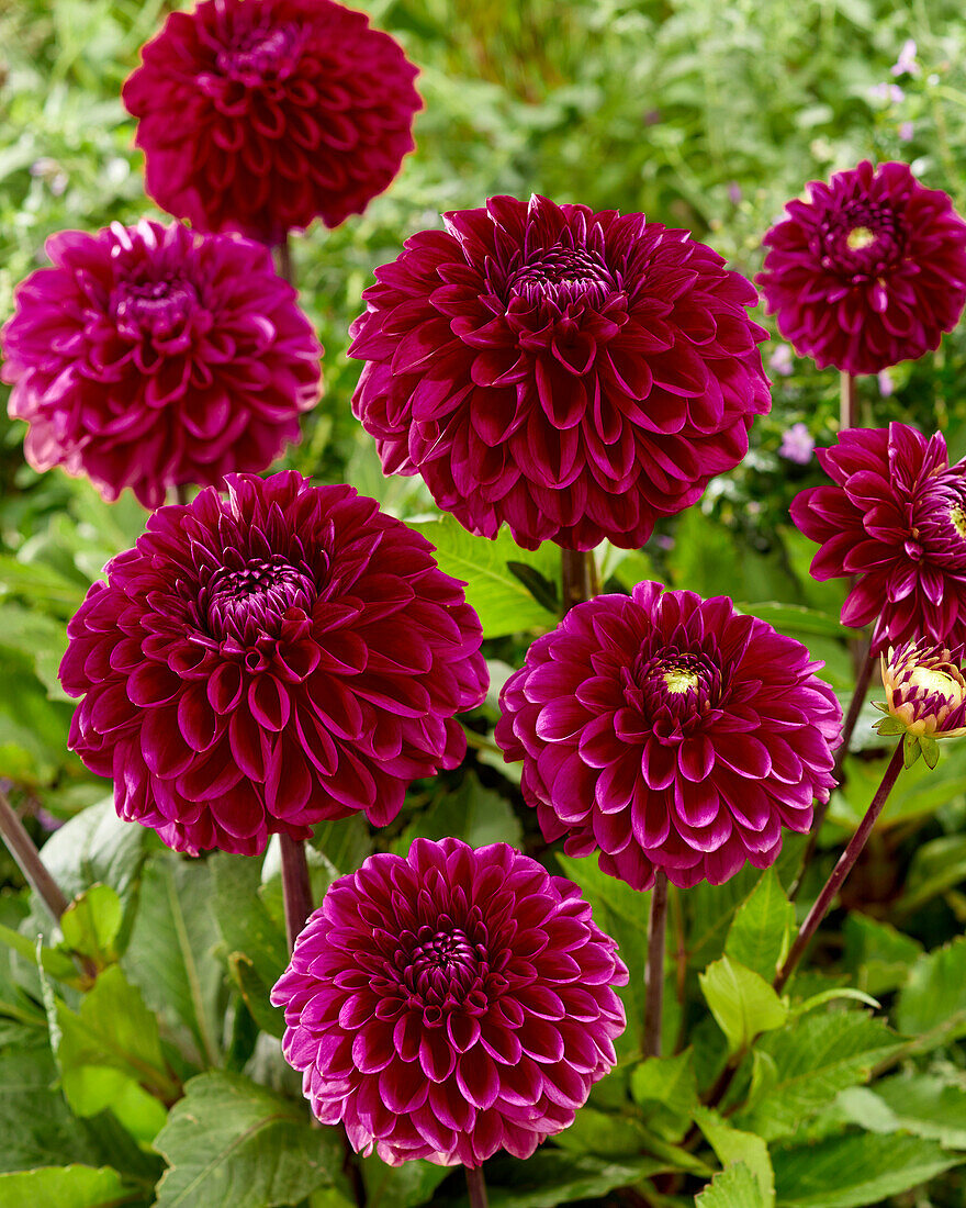 Dahlie (Dahlia) 'Mulberry Harbour (MH 13)'