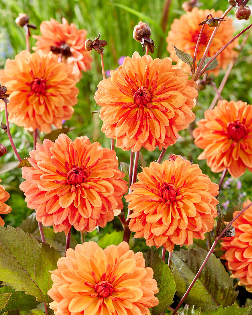 Dahlia Orange Pekoe