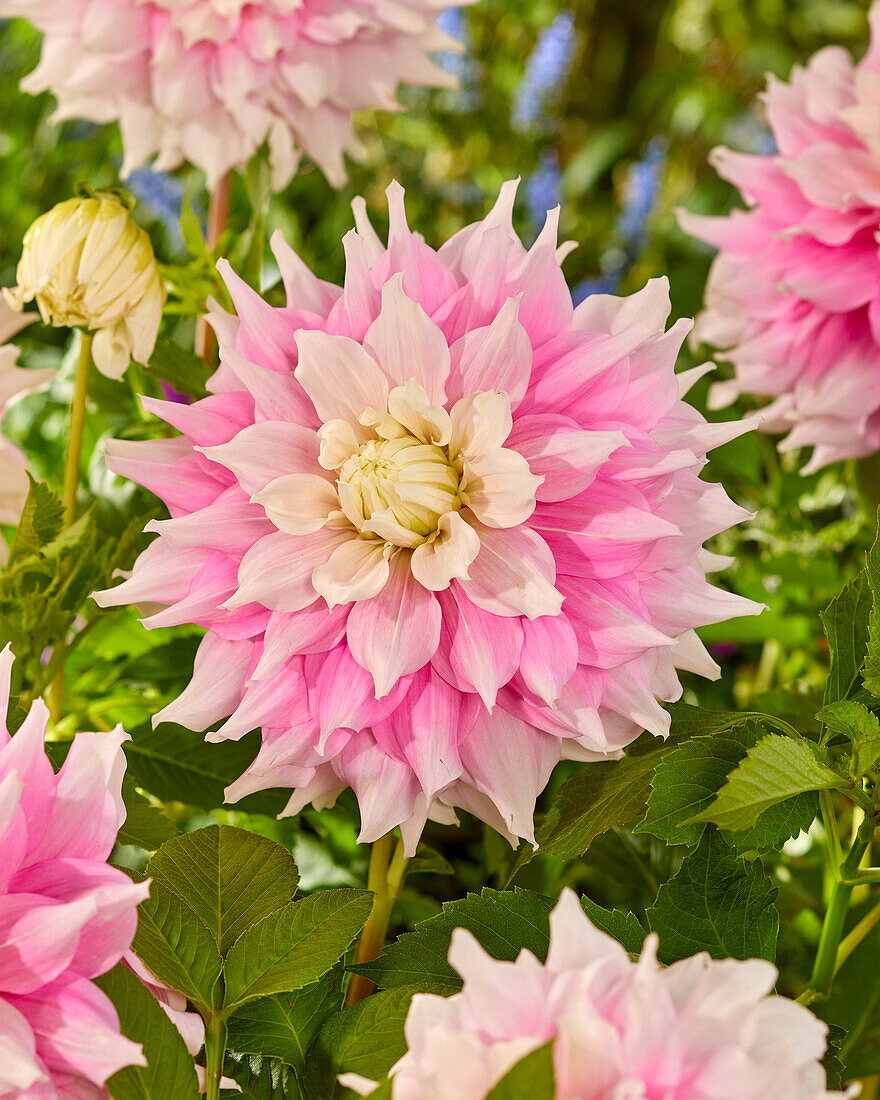 Dahlie (Dahlia) 'Gitts Perfection'