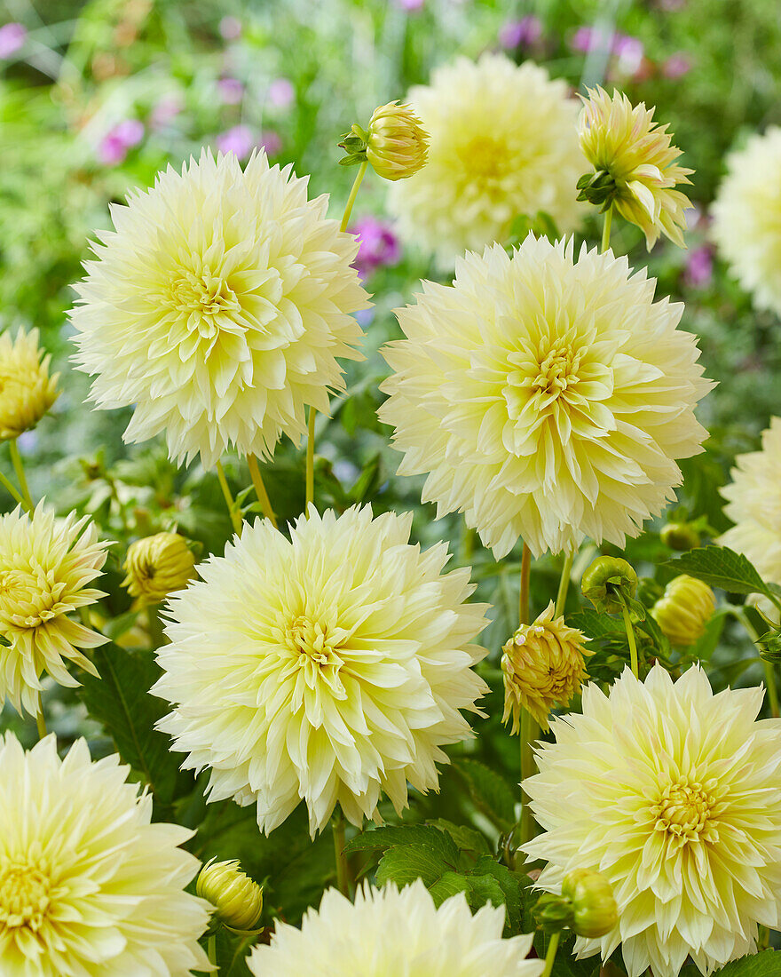 Dahlie (Dahlia) 'Canary Fubuki'