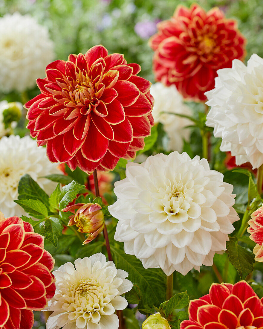 Dahlie (Dahlia) 'White Love', 'Maxime'