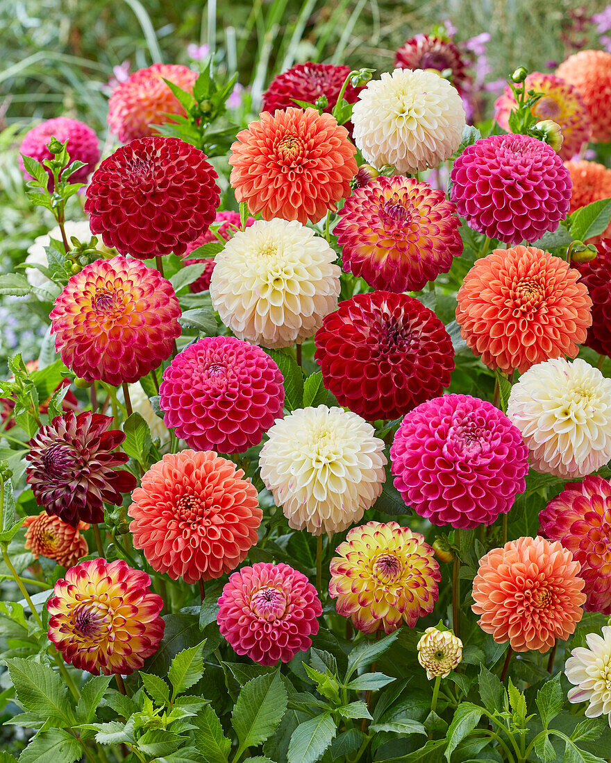 Dahlia Jowey mix