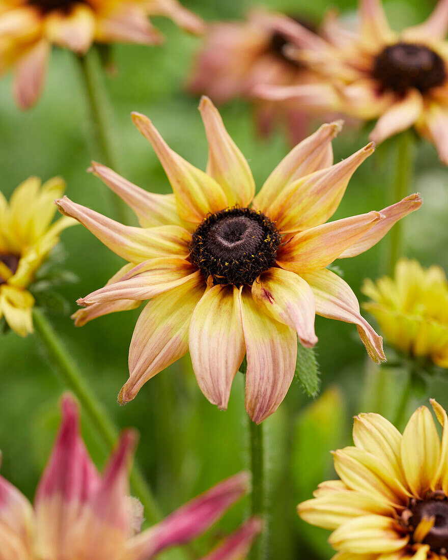 Rudbeckia Enchanted Peach Melba