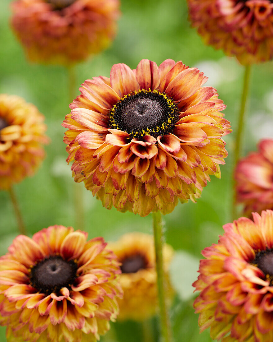 Rudbeckia Enchanted Summer Sunset