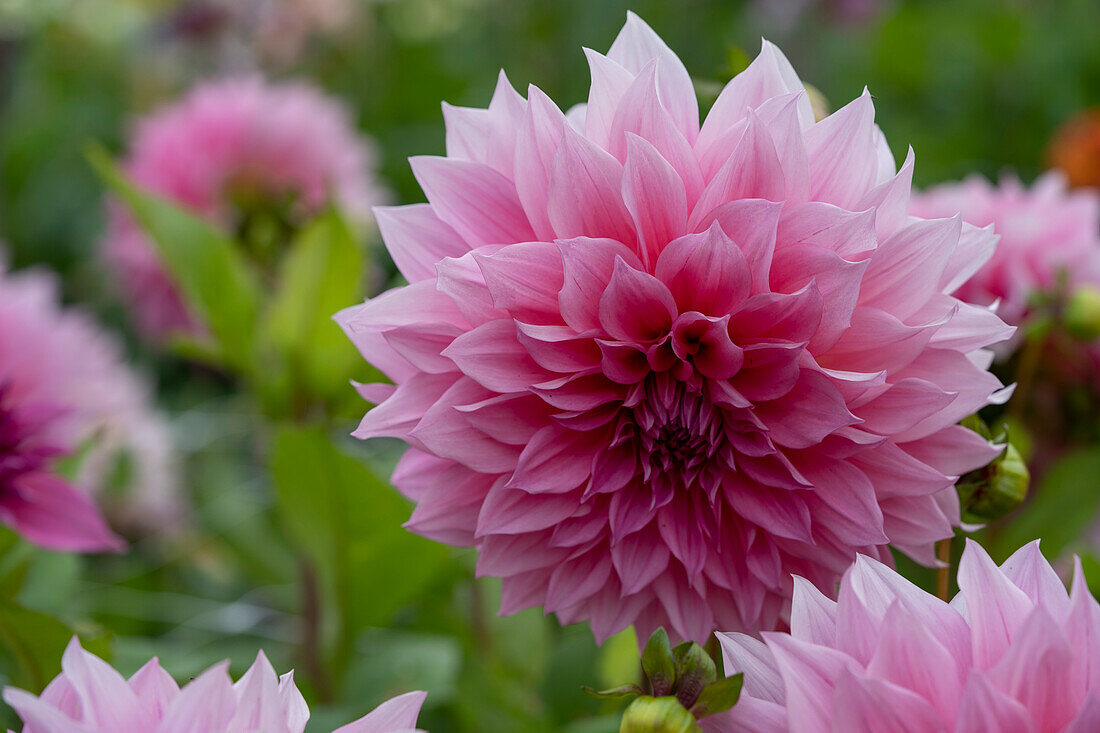 Dahlie (Dahlia) 'Café au Lait', Rosé