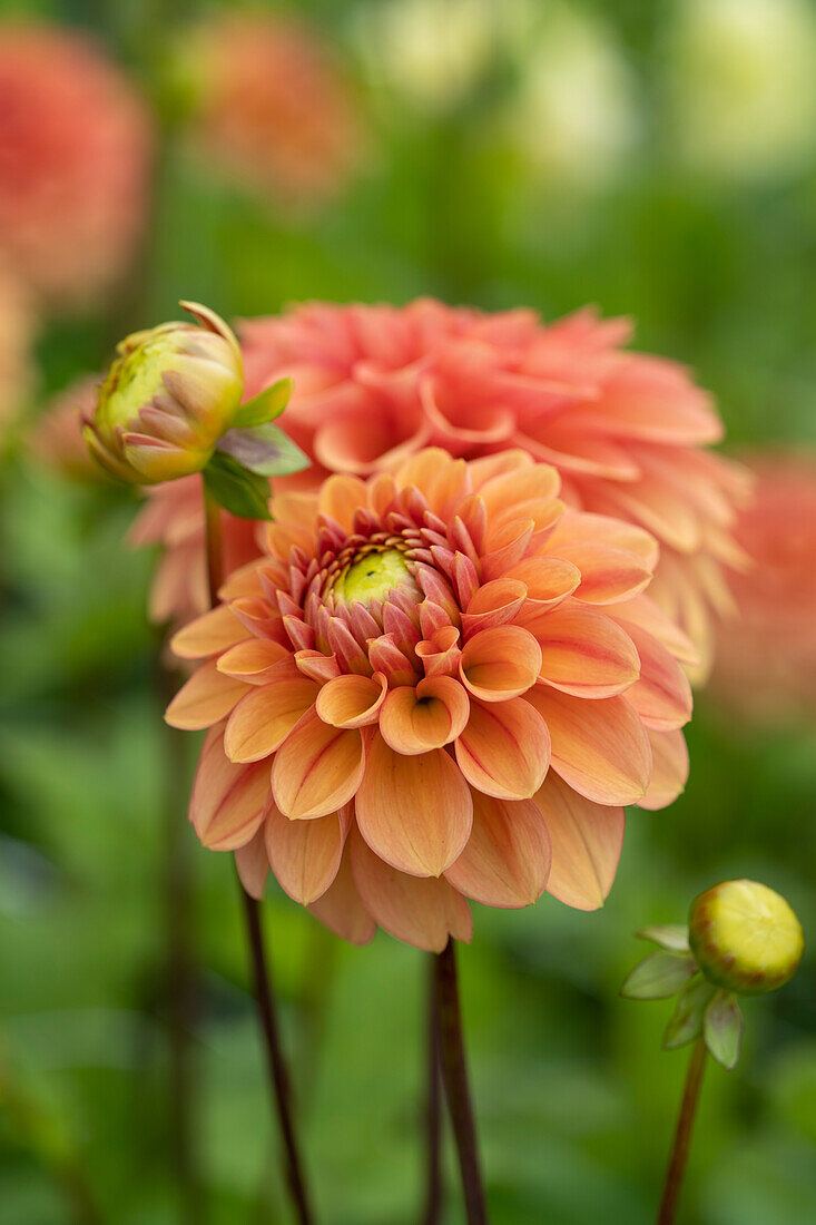 Dahlia Iced Tea