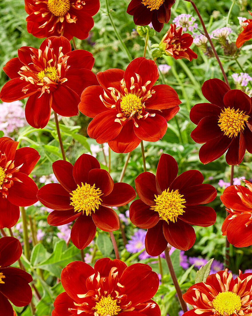 Dahlia Impression Festivo, Mexican Star