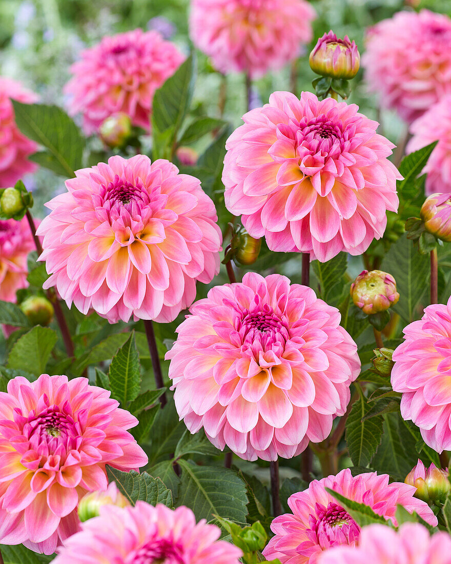 Dahlia Ilse