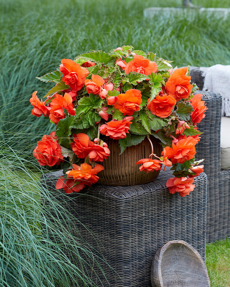 Begonia Giant Pendula Orange