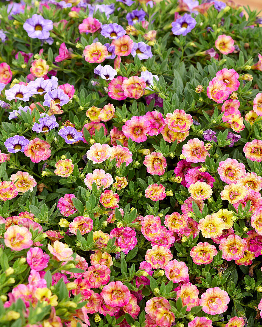 Calibrachoa parviflora Chameleon® Double Pink Yellow