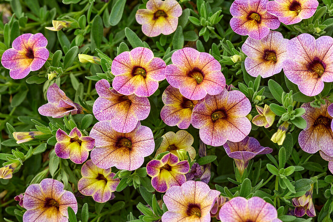 Calibrachoa parviflora Chameleon® Blueberry Scone