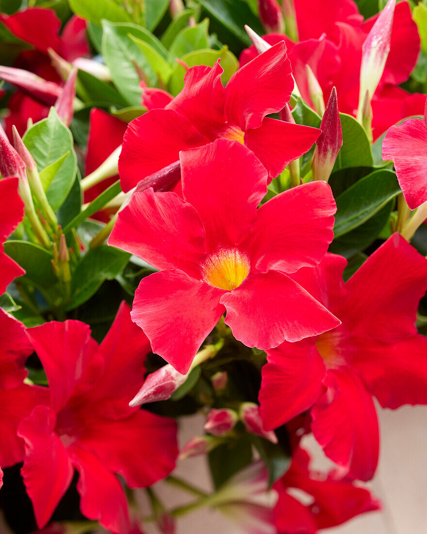 Trichterblüte Dipladenia (Mandevilla Sanderi) 'Bella Compact Red'