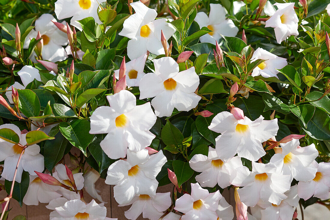 Mandevilla sanderi Sundaville® White