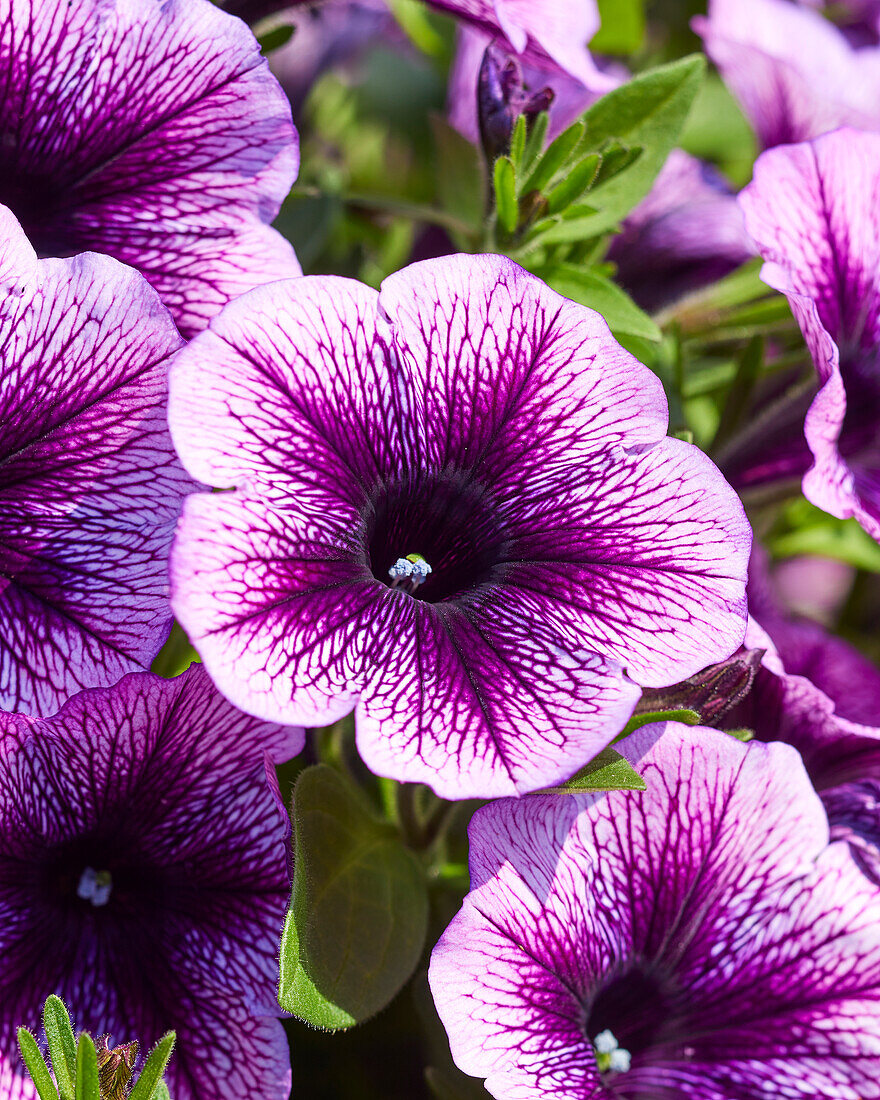 Großblumige Petunie (Petunia grandiflora) 'Viva® Purple Vein Improved'